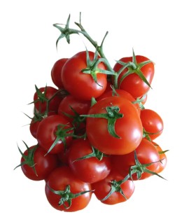 گوجه فرنگی fresh گلخانه مقدار 1 کیلوگرم درجه یک