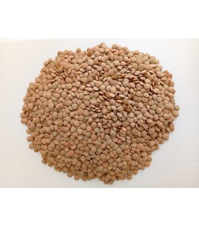 عدس درشت تازه و ارگانیک - 1 کیلوگرم