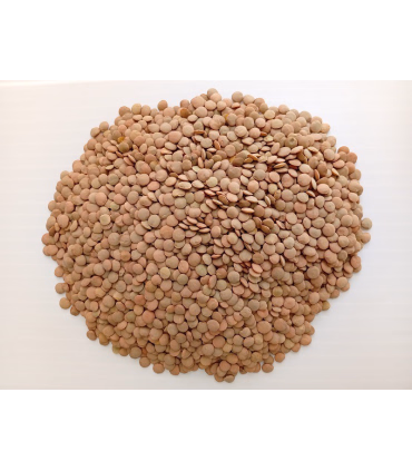 خرید عدس درشت تازه و درجه یک | قیمت عدس درشت باکیفیت