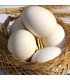 تخم مرغ fresh برند طلایی بسته 5 عددی گرید A