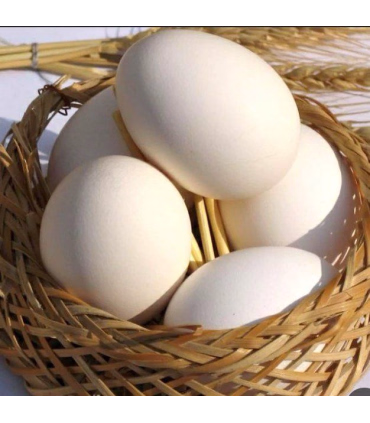 تخم مرغ fresh برند طلایی بسته 5 عددی گرید A