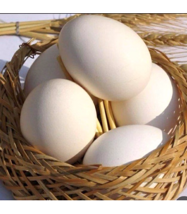 تخم مرغ fresh برند طلایی بسته 30 عددی گرید A