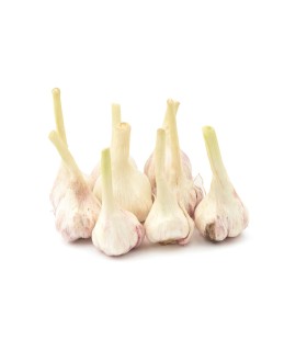 سیر تازه  وزن 500 گرم