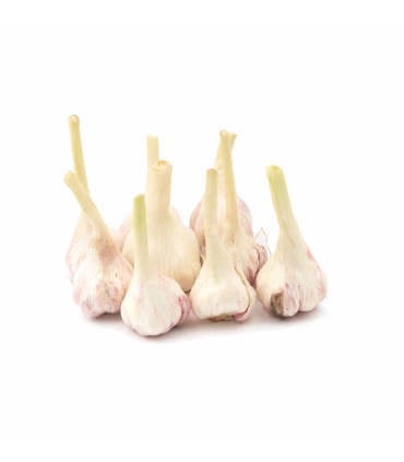سیر تازه  وزن 500 گرم